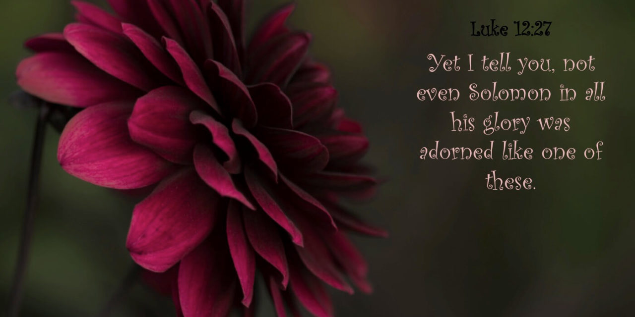 Luke 12:27